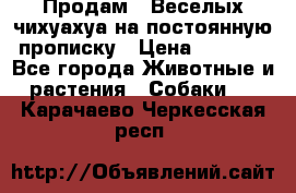 Продам.  Веселых чихуахуа на постоянную прописку › Цена ­ 8 000 - Все города Животные и растения » Собаки   . Карачаево-Черкесская респ.